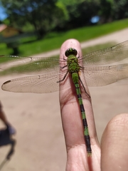 Erythemis vesiculosa