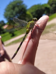 Erythemis vesiculosa