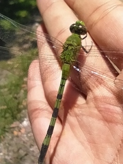 Erythemis vesiculosa
