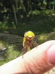 Erythemis vesiculosa