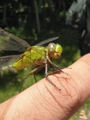 Erythemis vesiculosa