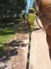 Erythemis vesiculosa