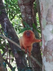 Leontopithecus rosalia