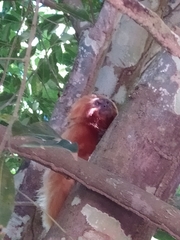 Leontopithecus rosalia