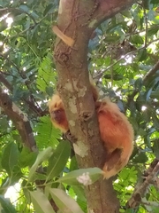 Leontopithecus rosalia