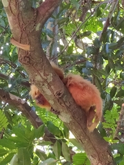Leontopithecus rosalia