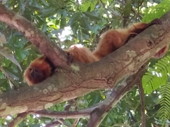 Leontopithecus rosalia