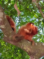 Leontopithecus rosalia