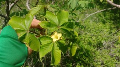 Jatropha mollissima