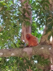 Leontopithecus rosalia