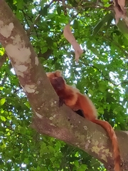 Leontopithecus rosalia