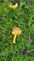 Hygrocybe
