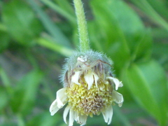Thomisidae