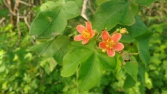 Jatropha mollissima