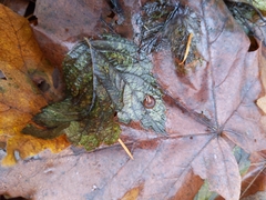 Cryptomastix germana