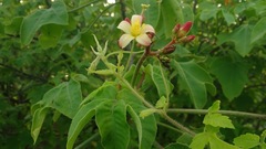 Jatropha mollissima
