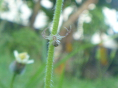 Thomisidae
