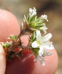 Arenaria vitoriana