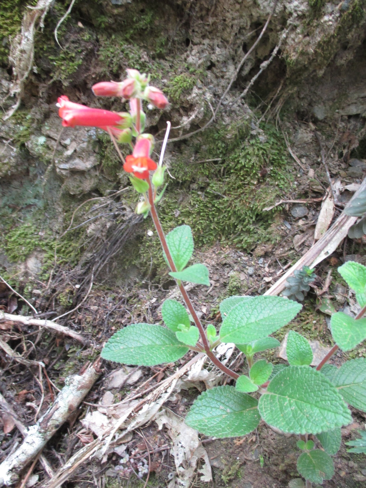 Sinningia image