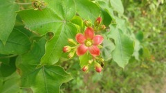 Jatropha mollissima