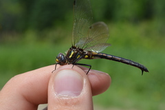 Somatochlora ensigera