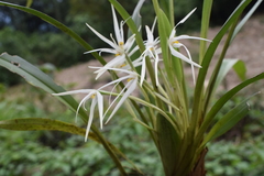 Maxillaria splendens