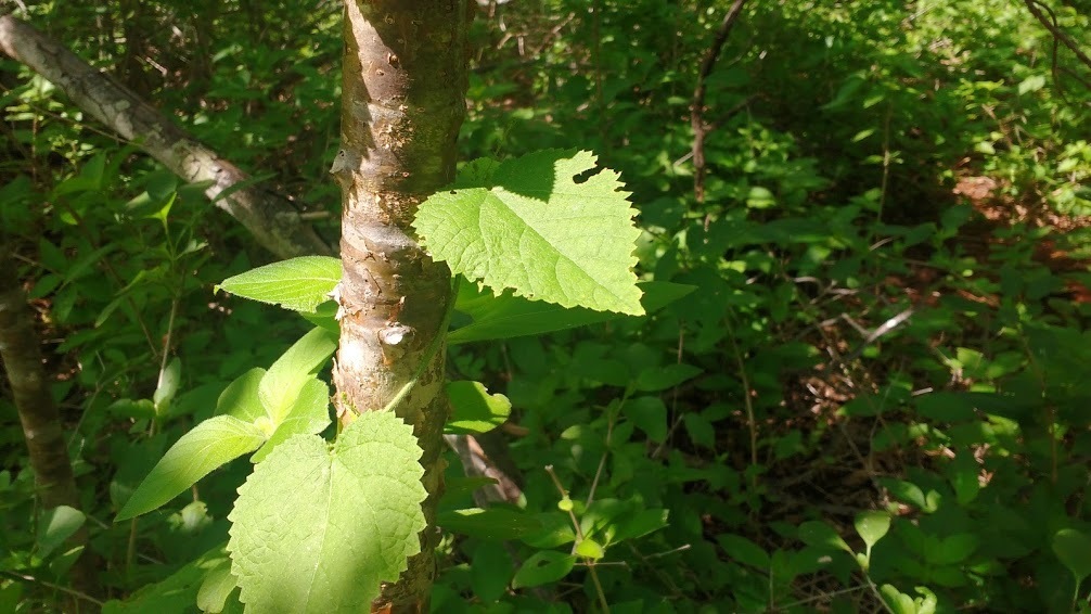 Tragia cearensis