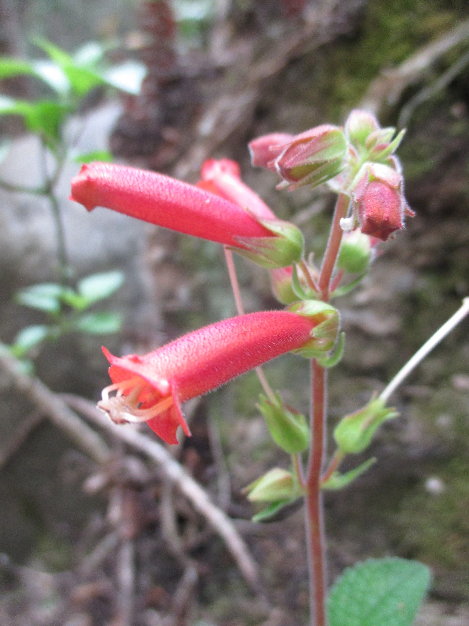 Sinningia warmingii image