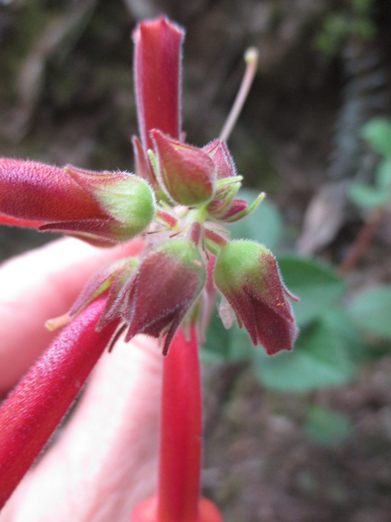 Sinningia warmingii image