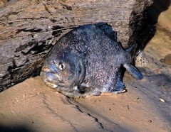 Pygocentrus nattereri