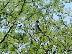 Xenopsaris albinucha