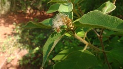 Croton heliotropiifolius