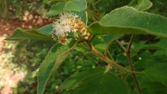Croton heliotropiifolius
