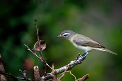 Vireo gilvus