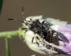 Merocoris