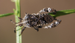 Merocoris