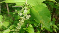 Croton blanchetianus