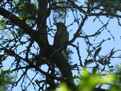 Phacellodomus sibilatrix