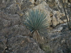 Yucca torreyi