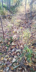 Picris japonica kamtschatica