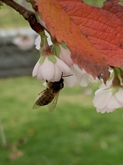 Apis mellifera