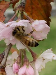 Apis mellifera