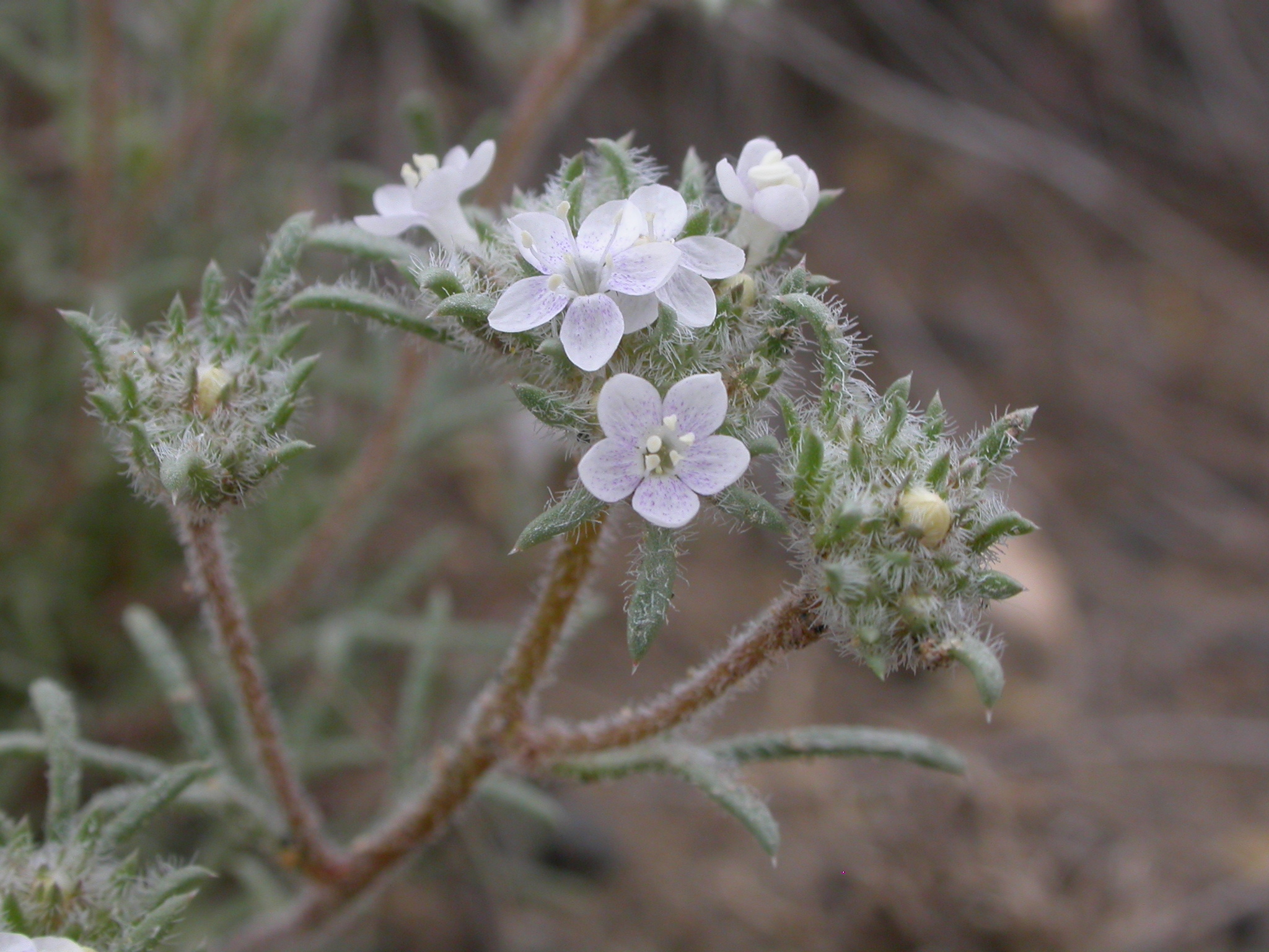 Ipomopsis congesta ssp. congesta