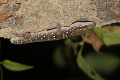 Hemidactylus lankae