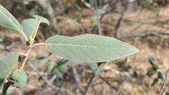 Frangula californica tomentella