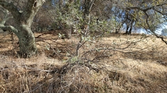 Frangula californica tomentella