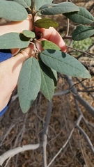Frangula californica tomentella
