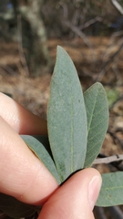 Frangula californica tomentella