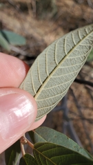 Frangula californica tomentella
