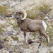 Desert Bighorn Sheep - Photo (c) Lake Mead NRA Public Affairs, some rights reserved (CC BY-SA)